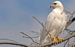 Desktop image. Animals. ID:65538