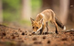 Desktop image. Animals. ID:65539