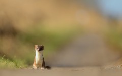 Desktop image. Animals. ID:65540