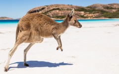 Desktop image. Animals. ID:65541