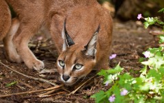 Desktop image. Animals. ID:65542