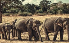 Desktop image. Animals. ID:65543
