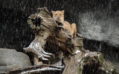 Desktop image. Animals. ID:65544