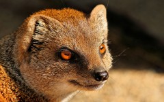 Desktop image. Animals. ID:65545
