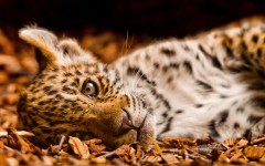 Desktop image. Animals. ID:65547