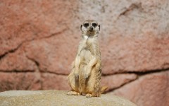 Desktop image. Animals. ID:65548