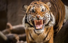 Desktop image. Animals. ID:65549