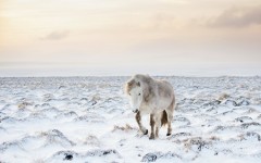 Desktop image. Animals. ID:65550
