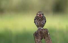 Desktop image. Animals. ID:65552