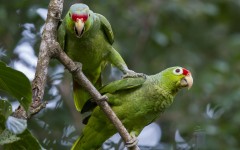 Desktop image. Animals. ID:65554