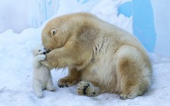 Desktop image. Animals. ID:65555
