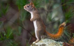 Desktop image. Animals. ID:65557
