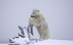 Desktop image. Animals. ID:65559