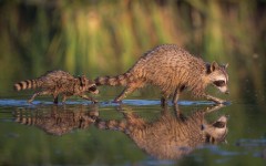 Desktop image. Animals. ID:65560