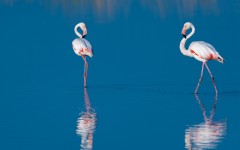 Desktop image. Animals. ID:65562
