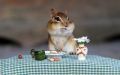 Desktop image. Animals. ID:65563