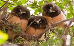 Desktop image. Animals. ID:65565