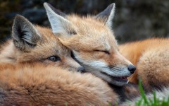 Desktop image. Animals. ID:65566