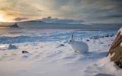 Desktop image. Animals. ID:65567