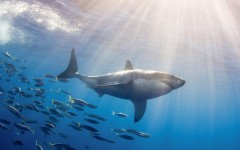 Desktop image. Animals. ID:65511
