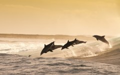 Desktop image. Animals. ID:65569