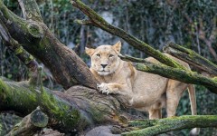 Desktop image. Animals. ID:65570