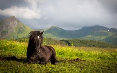 Desktop image. Animals. ID:65571