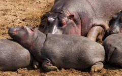 Desktop image. Animals. ID:65573