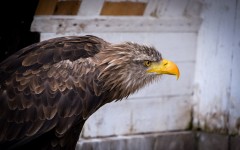 Desktop image. Animals. ID:65574