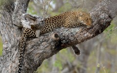 Desktop image. Animals. ID:65575