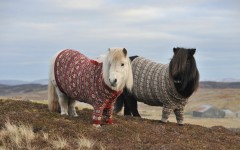 Desktop image. Animals. ID:65577