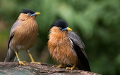 Desktop image. Animals. ID:65578