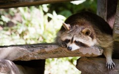 Desktop image. Animals. ID:65579