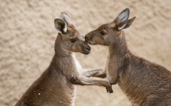 Desktop image. Animals. ID:65580