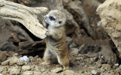 Desktop image. Animals. ID:65581
