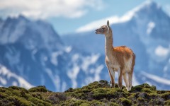 Desktop image. Animals. ID:65582