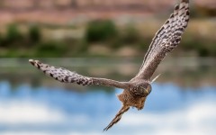 Desktop image. Animals. ID:65583