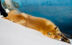 Desktop image. Animals. ID:65584