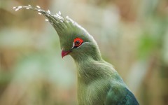 Desktop image. Animals. ID:65585
