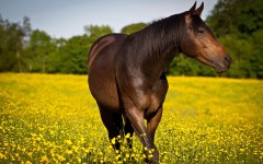 Desktop image. Animals. ID:65586