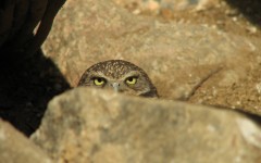 Desktop image. Animals. ID:65587