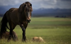 Desktop image. Animals. ID:65588