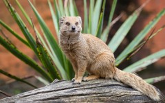 Desktop image. Animals. ID:65589