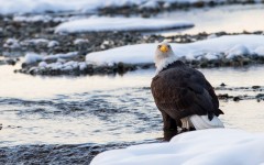 Desktop image. Animals. ID:65590