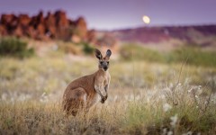 Desktop image. Animals. ID:78596