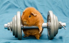 Desktop image. Animals. ID:78640