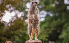 Desktop image. Animals. ID:78642