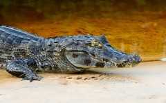 Desktop image. Animals. ID:78643