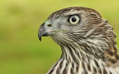 Desktop image. Animals. ID:78644