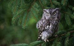 Desktop image. Animals. ID:78696